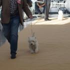 missgrandiflora canis terra walking.jpg